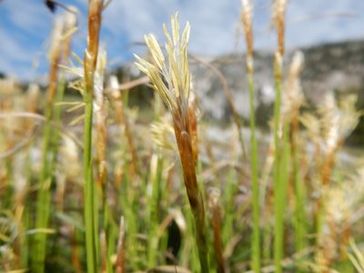 Carex geyeri, photographed by Matt Lavin