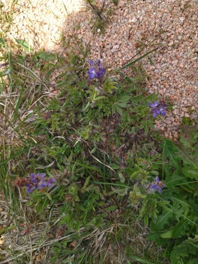 Lupinus bracteolaris, photographed by Carol Fontes