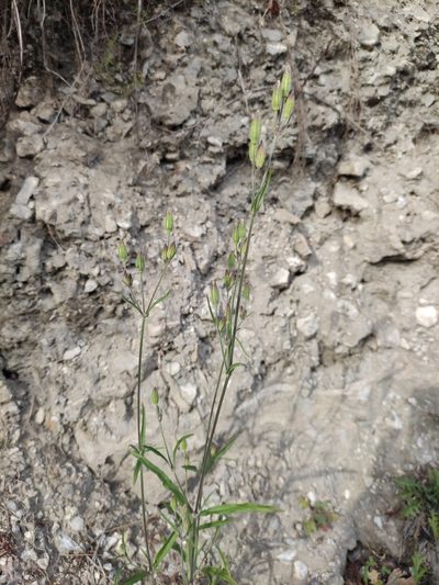 Silene aprica, photographed by Юлия