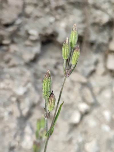 Silene aprica, photographed by Юлия