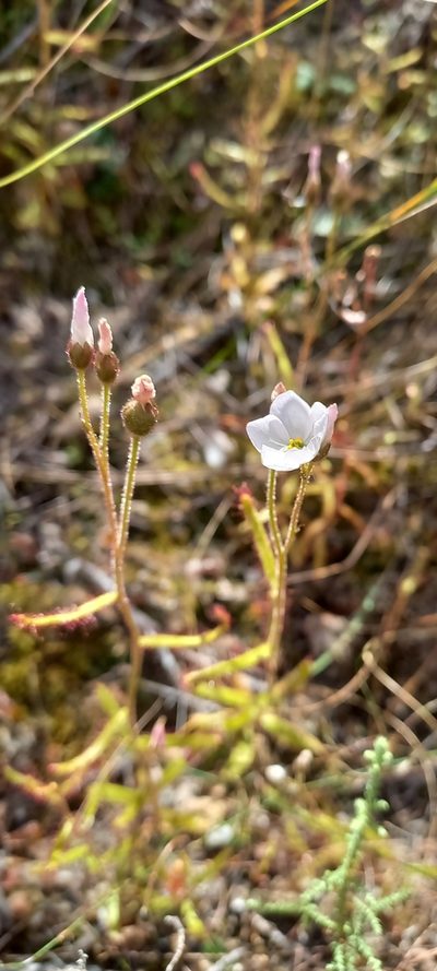 Drosera liniflora, photographed by Ian Webb