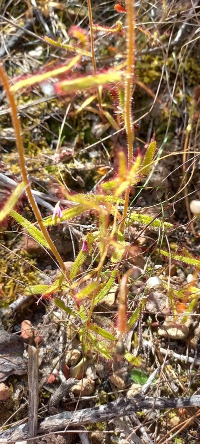 Drosera liniflora, photographed by Ian Webb