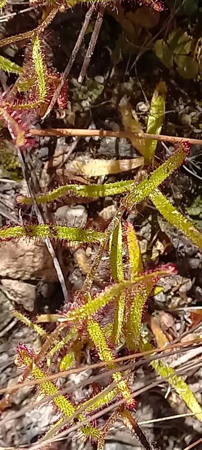 Drosera liniflora, photographed by Ian Webb