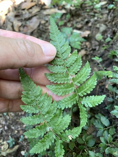 Metathelypteris adscendens, photographed by 呂一起(Lyu yi-chi)