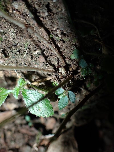 Metathelypteris adscendens, photographed by 呂一起(Lyu yi-chi)