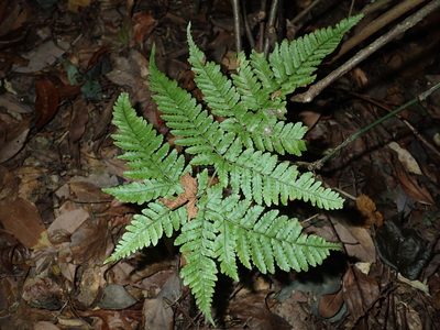 Dryopteris formosana, photographed by 呂一起(Lyu yi-chi)