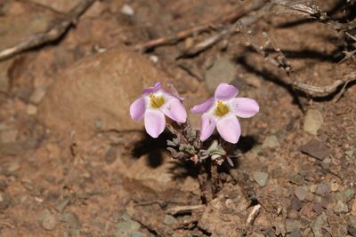 Oxalis primuloides, photographed by Brian du Preez