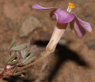 Oxalis primuloides, photographed by Brian du Preez