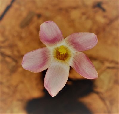 Oxalis primuloides, photographed by Brian du Preez