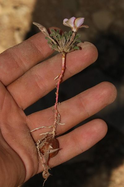 Oxalis callosa, photographed by Brian du Preez
