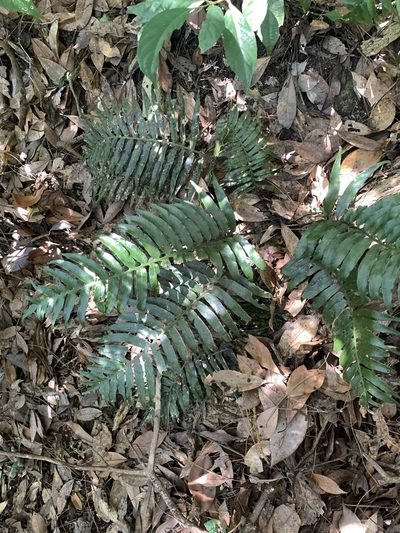 Plagiogyria adnata, photographed by 呂一起(Lyu yi-chi)