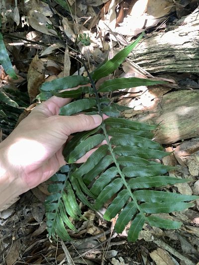Plagiogyria adnata, photographed by 呂一起(Lyu yi-chi)