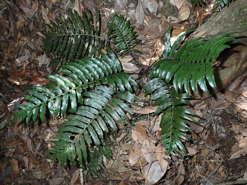 Plagiogyria adnata, photographed by 呂一起(Lyu yi-chi)