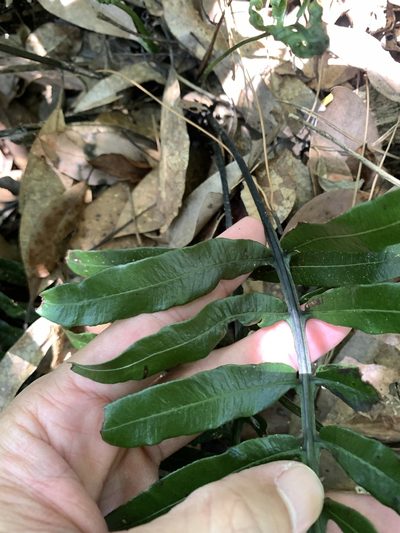 Plagiogyria adnata, photographed by 呂一起(Lyu yi-chi)