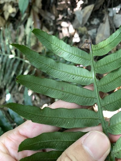 Plagiogyria adnata, photographed by 呂一起(Lyu yi-chi)
