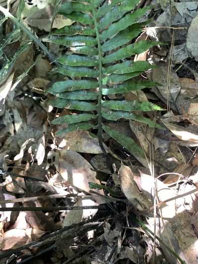 Plagiogyria adnata, photographed by 呂一起(Lyu yi-chi)