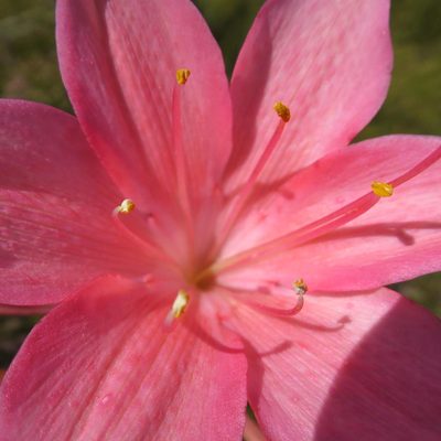 Cyrtanthus elatus, photographed by Di Turner