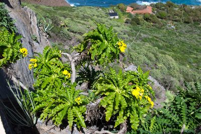 Sonchus congestus, photographed by Paul Asman