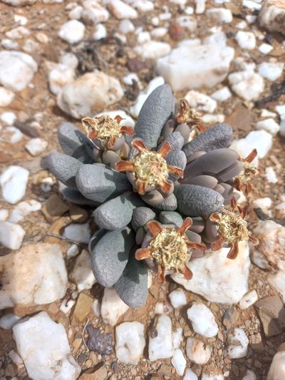 Antegibbaeum fissoides, photographed by Brian du Preez