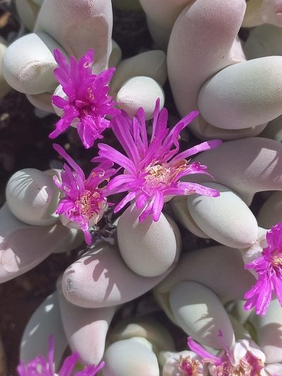 Gibbaeum pubescens, photographed by Brian du Preez