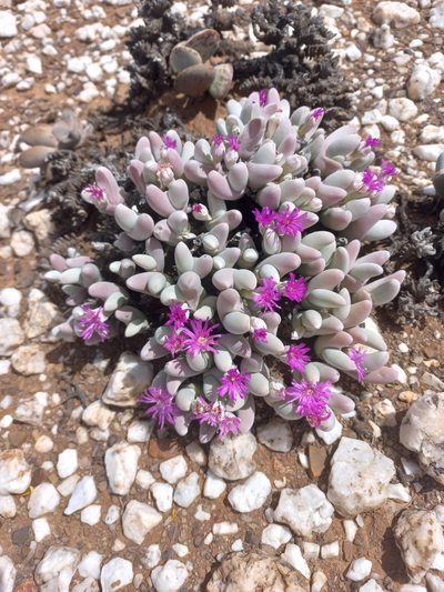 Gibbaeum pubescens, photographed by Brian du Preez