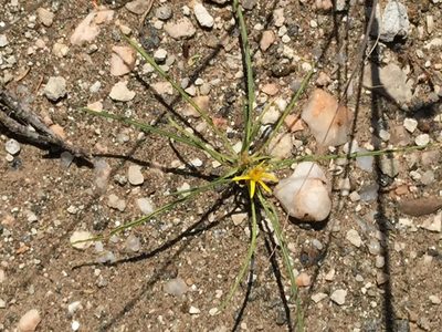 Geigeria ornativa, photographed by Dave U