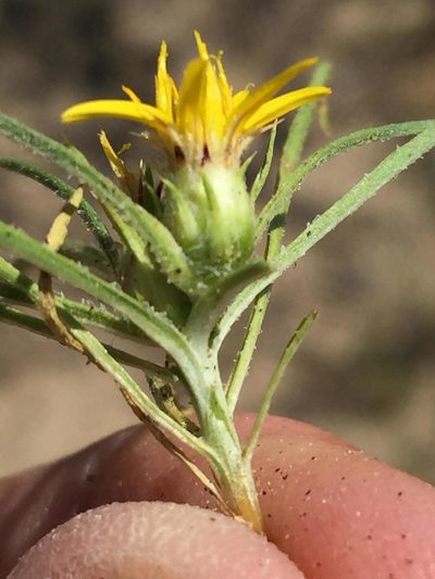 Geigeria ornativa, photographed by Dave U
