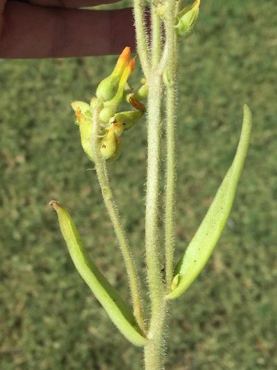 Kalanchoe lanceolata, photographed by Dave U
