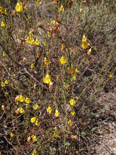 Hermannia confusa, photographed by Danie Palm
