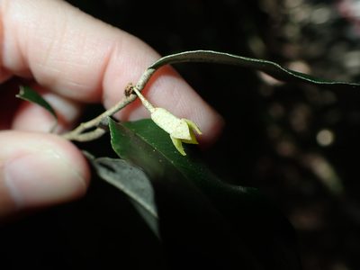 Elaeagnus formosana, photographed by 呂一起(Lyu yi-chi)
