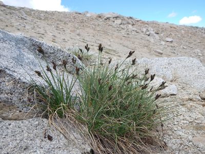 Carex heteroneura, photographed by Matt Lavin