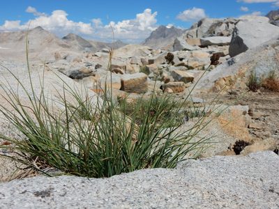 Carex helleri, photographed by Matt Lavin