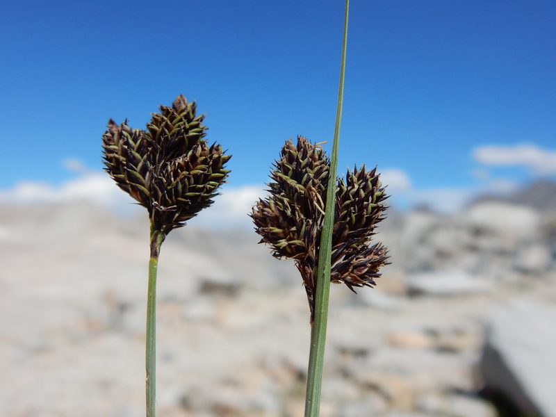 Carex helleri, photographed by Matt Lavin