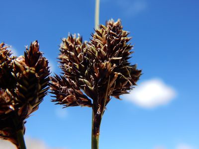 Carex helleri, photographed by Matt Lavin