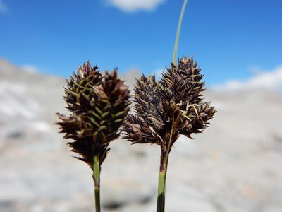 Carex helleri, photographed by Matt Lavin