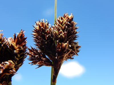 Carex helleri, photographed by Matt Lavin