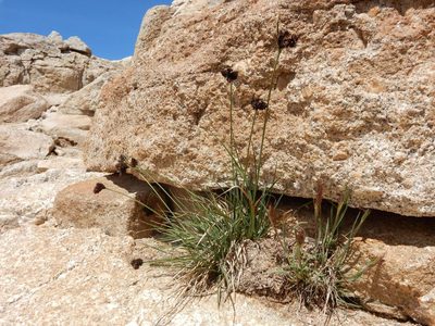 Carex heteroneura, photographed by Matt Lavin