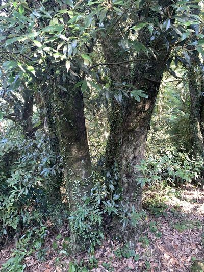 Quercus gilva, photographed by 呂一起(Lyu yi-chi)