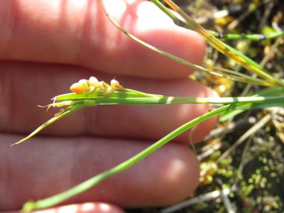 Carex aurea, photographed by Erin Springinotic