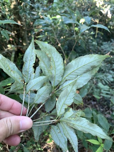 Quercus salicina, photographed by 呂一起(Lyu yi-chi)