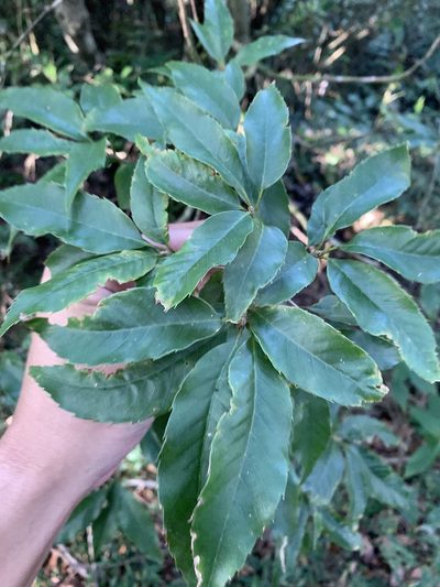 Quercus salicina, photographed by 呂一起(Lyu yi-chi)