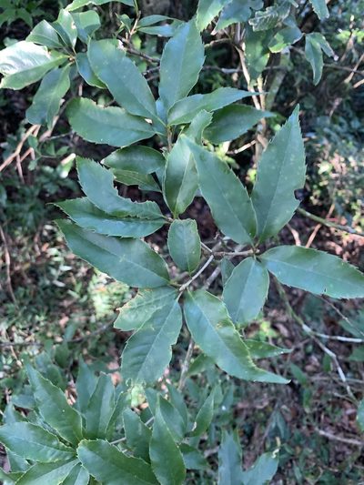 Quercus salicina, photographed by 呂一起(Lyu yi-chi)