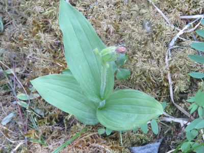 Cypripedium passerinum, photographed by Erin Springinotic