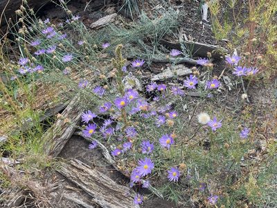 Dieteria canescens, photographed by lejones417