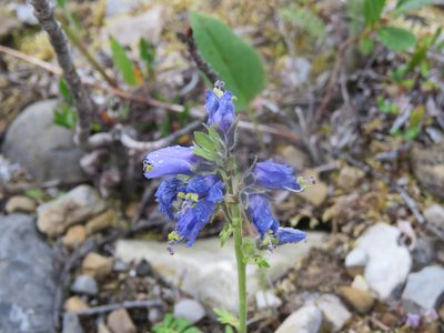 Polemonium villosum, photographed by Erin Springinotic