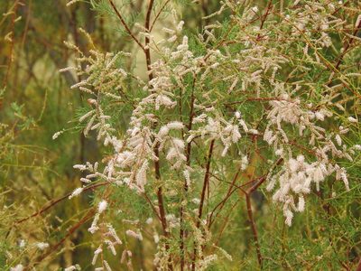 Tamarix africana, photographed by Duarte Frade
