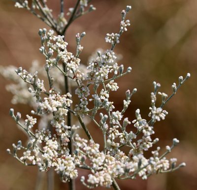 Eriogonum annuum, photographed by Catherine C. Galley