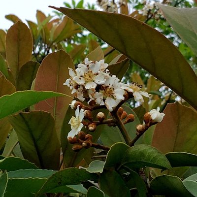 Eriobotrya fragrans, photographed by Yj