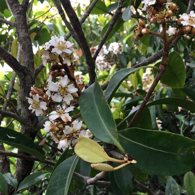Eriobotrya fragrans, photographed by Yj