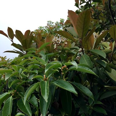 Eriobotrya fragrans, photographed by Yj